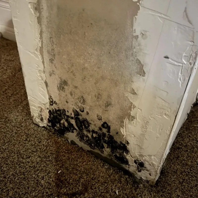 Professional Mold Removal in New Lebanon, OH